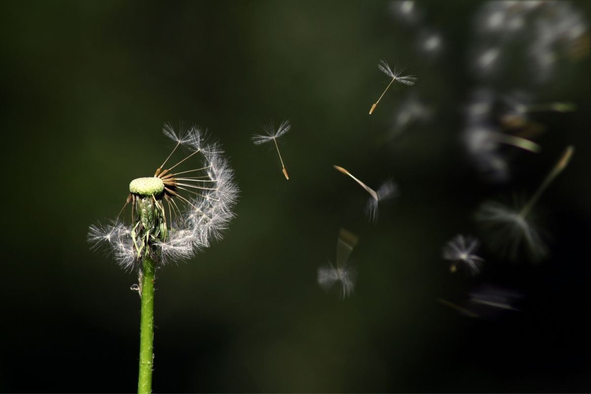 Dandelion seeds blowing in the wind https://www.canva.com/photos/MADQ47hrSVw/
